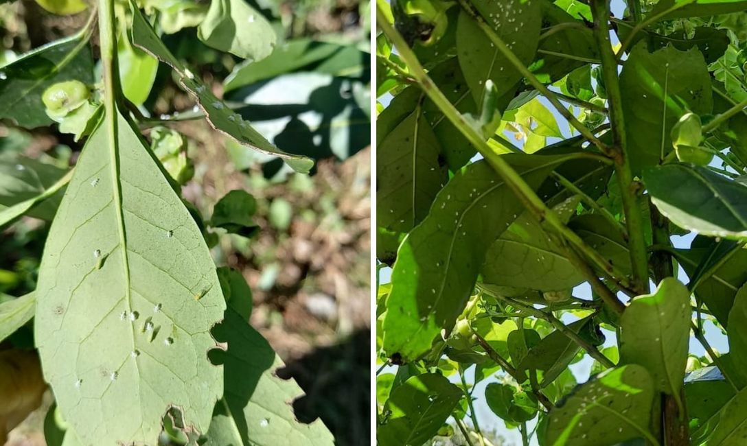 Imagen de El equipo técnico del INYM monitorea yerbales para evitar daños por plagas Imagen de El equipo técnico del INYM monitorea yerbales para evitar daños por plagas