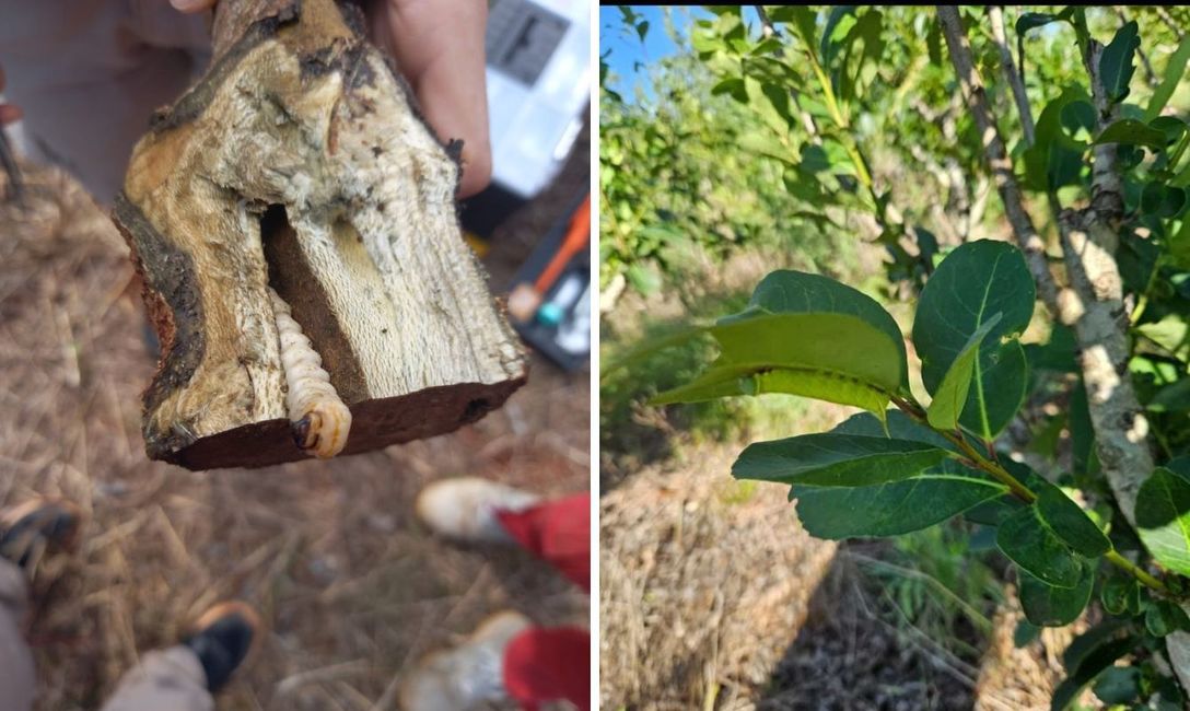 Imagen de El equipo técnico del INYM monitorea yerbales para evitar daños por plagas Imagen de El equipo técnico del INYM monitorea yerbales para evitar daños por plagas