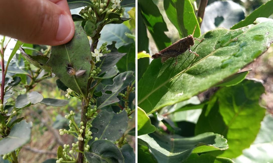 Imagen de El equipo técnico del INYM monitorea yerbales para evitar daños por plagas Imagen de El equipo técnico del INYM monitorea yerbales para evitar daños por plagas