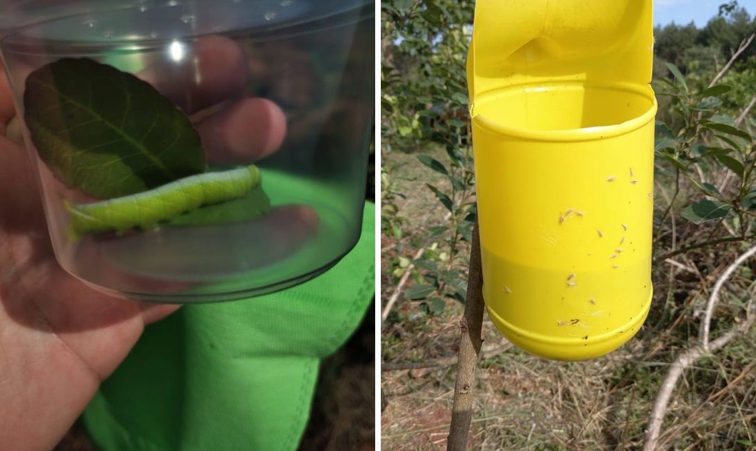 Imagen de El equipo técnico del INYM monitorea yerbales para evitar daños por plagas Imagen de El equipo técnico del INYM monitorea yerbales para evitar daños por plagas