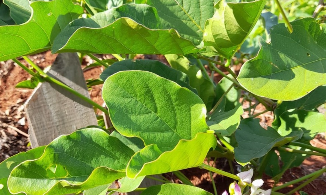Imagen de En la chacra de  Novosak, las  cubiertas verdes tambi&eacute;n  dan  sombra a  la  yerba  en  sus  primeros  meses de crecimiento