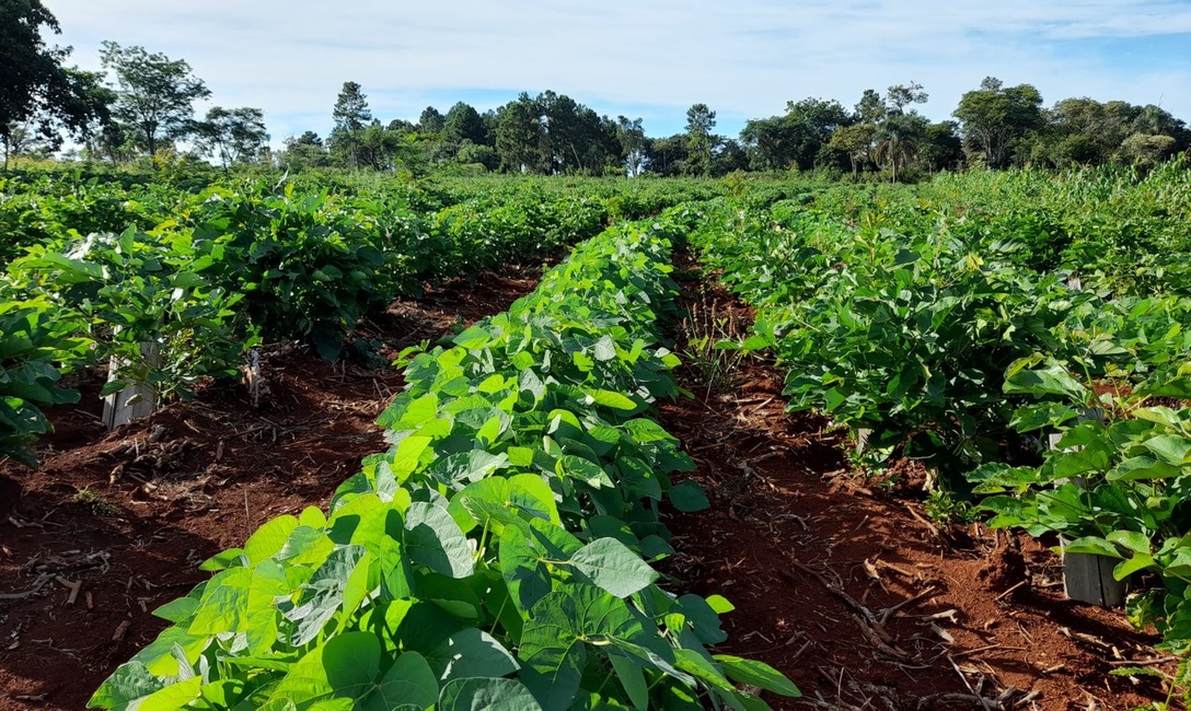 Imagen de En la chacra de  Novosak, las  cubiertas verdes tambi&eacute;n  dan  sombra a  la  yerba  en  sus  primeros  meses de crecimiento