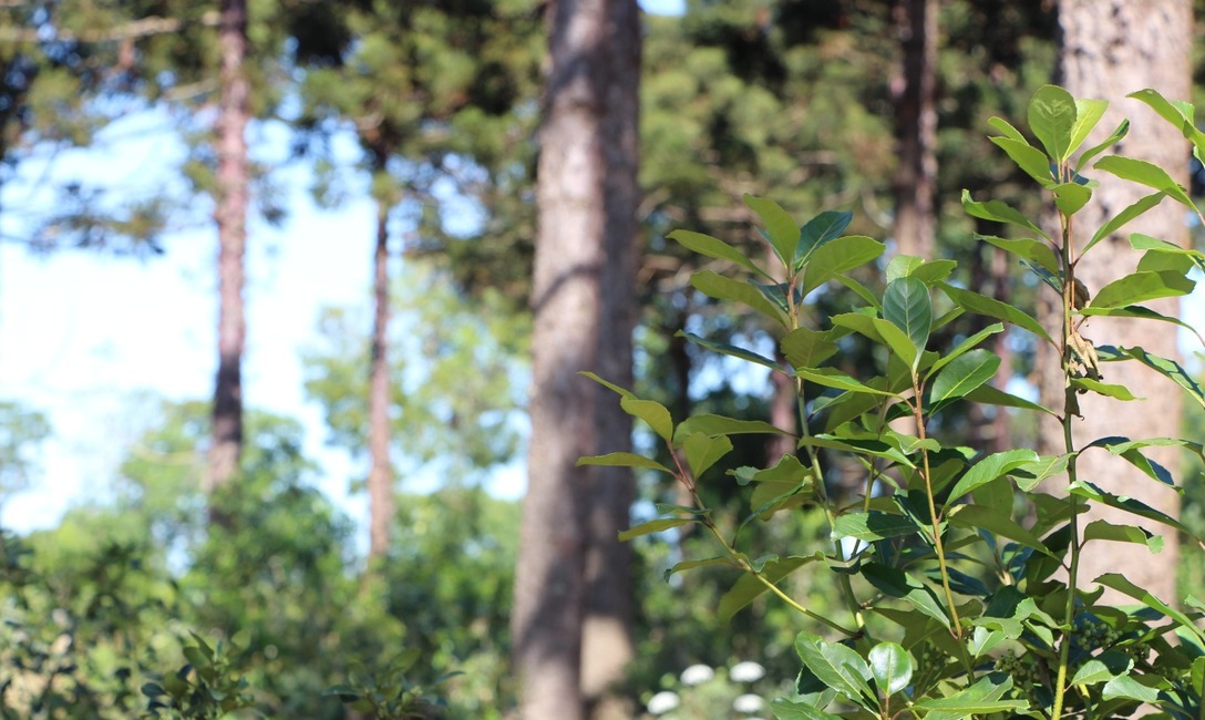 Imagen de El INYM se capacita en producción orgánica Imagen de El INYM se capacita en producción orgánica