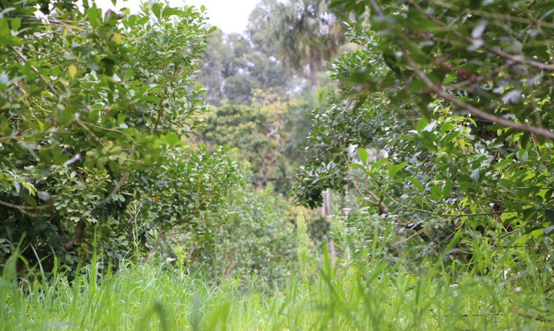Imagen de Yerbales en verano: un suelo sin cobertura es dos veces más caliente que uno con cubiertas verdes y árboles Imagen de Yerbales en verano: un suelo sin cobertura es dos veces más caliente que uno con cubiertas verdes y árboles