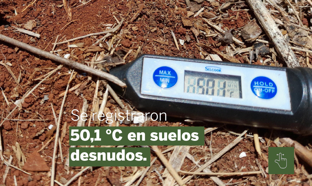 Imagen de Yerbales en verano: un suelo sin cobertura es dos veces más caliente que uno con cubiertas verdes y árboles Imagen de Yerbales en verano: un suelo sin cobertura es dos veces más caliente que uno con cubiertas verdes y árboles