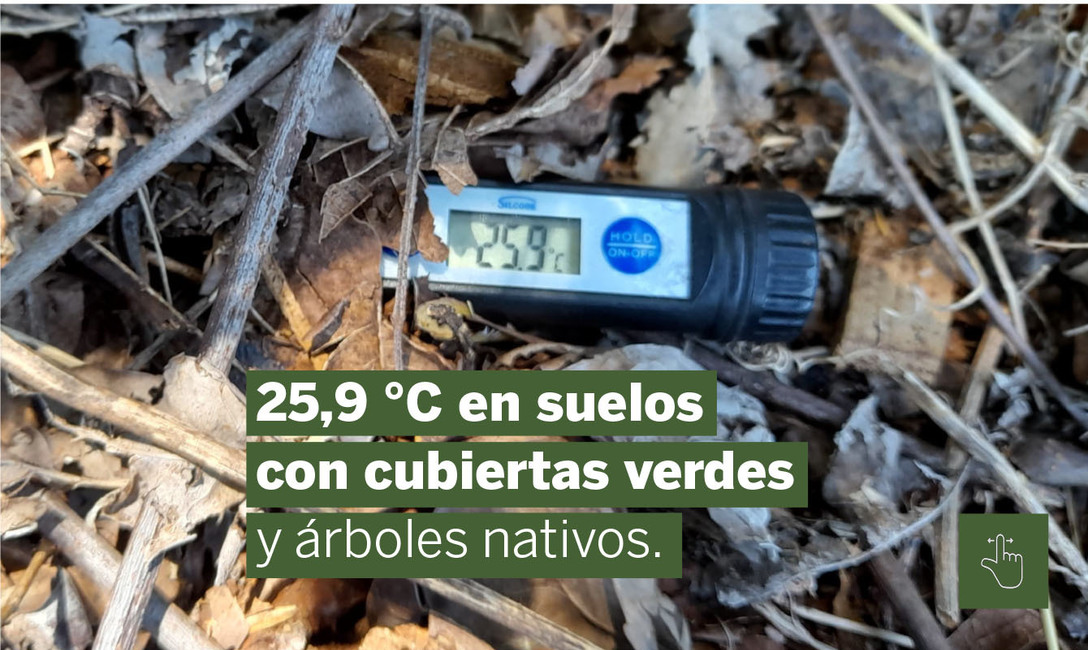 Imagen de Yerbales en verano: un suelo sin cobertura es dos veces más caliente que uno con cubiertas verdes y árboles Imagen de Yerbales en verano: un suelo sin cobertura es dos veces más caliente que uno con cubiertas verdes y árboles