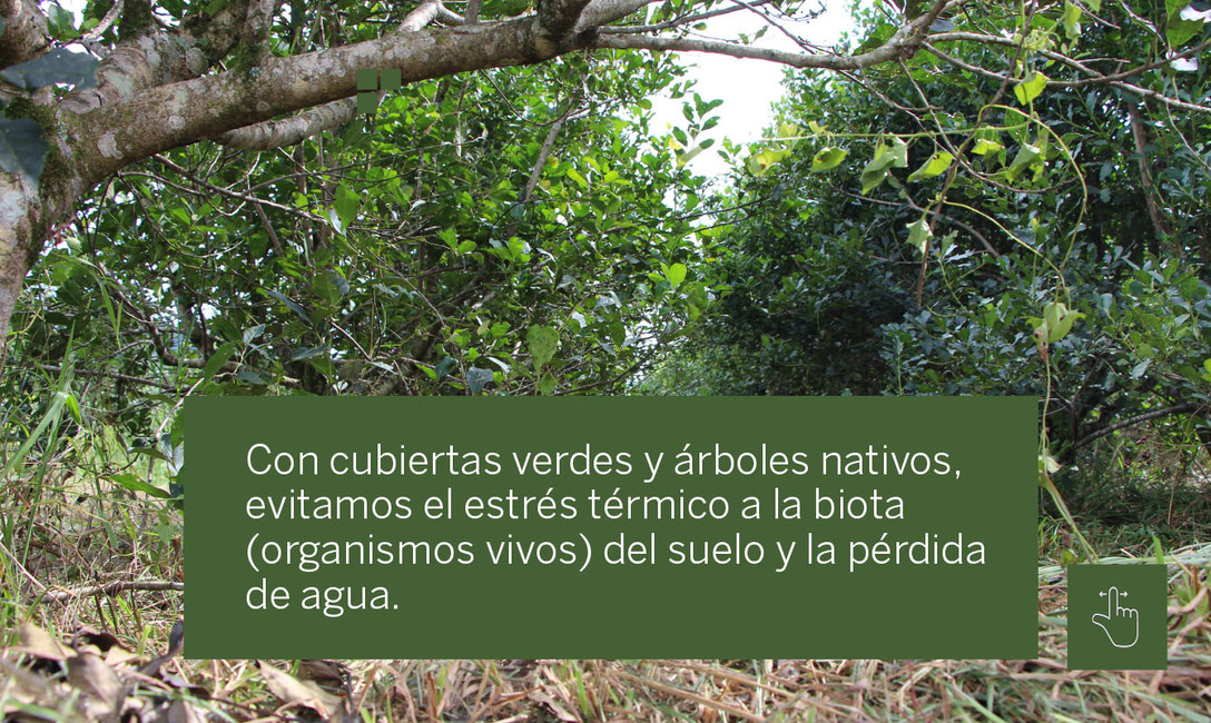 Imagen de Yerbales en verano: un suelo sin cobertura es dos veces más caliente que uno con cubiertas verdes y árboles Imagen de Yerbales en verano: un suelo sin cobertura es dos veces más caliente que uno con cubiertas verdes y árboles