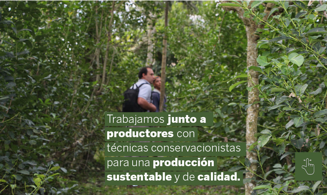 Imagen de Yerbales en verano: un suelo sin cobertura es dos veces más caliente que uno con cubiertas verdes y árboles Imagen de Yerbales en verano: un suelo sin cobertura es dos veces más caliente que uno con cubiertas verdes y árboles