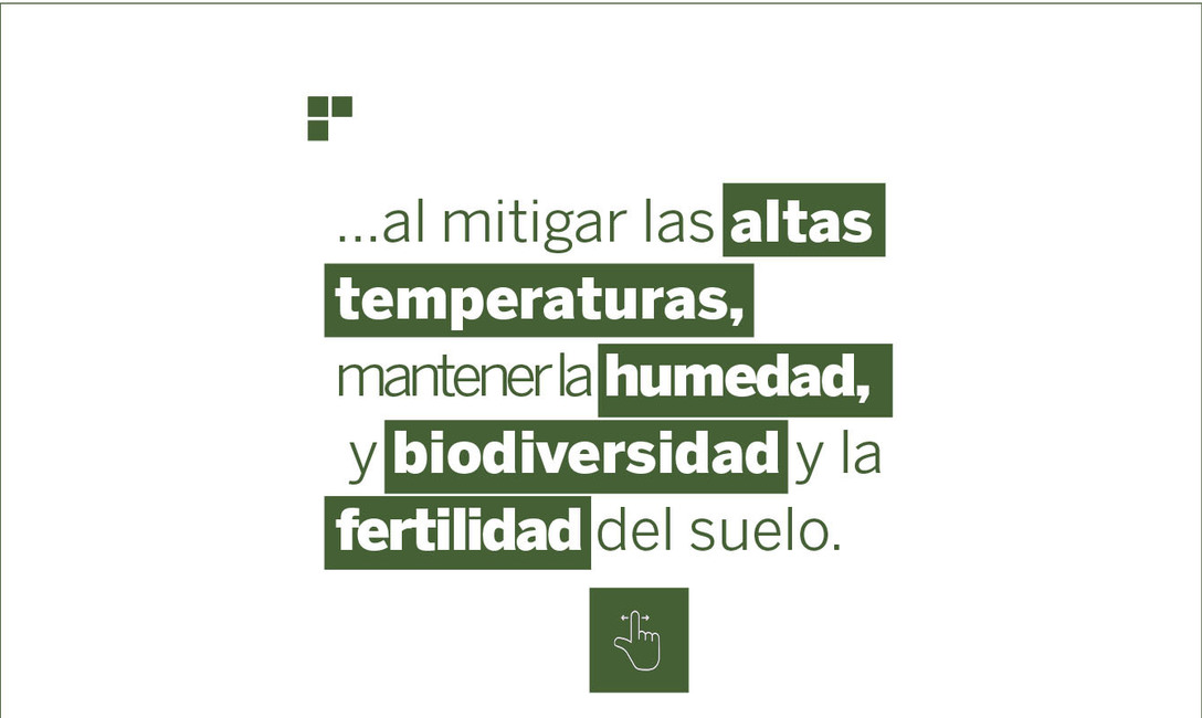 Imagen de Yerbales en verano: un suelo sin cobertura es dos veces más caliente que uno con cubiertas verdes y árboles Imagen de Yerbales en verano: un suelo sin cobertura es dos veces más caliente que uno con cubiertas verdes y árboles