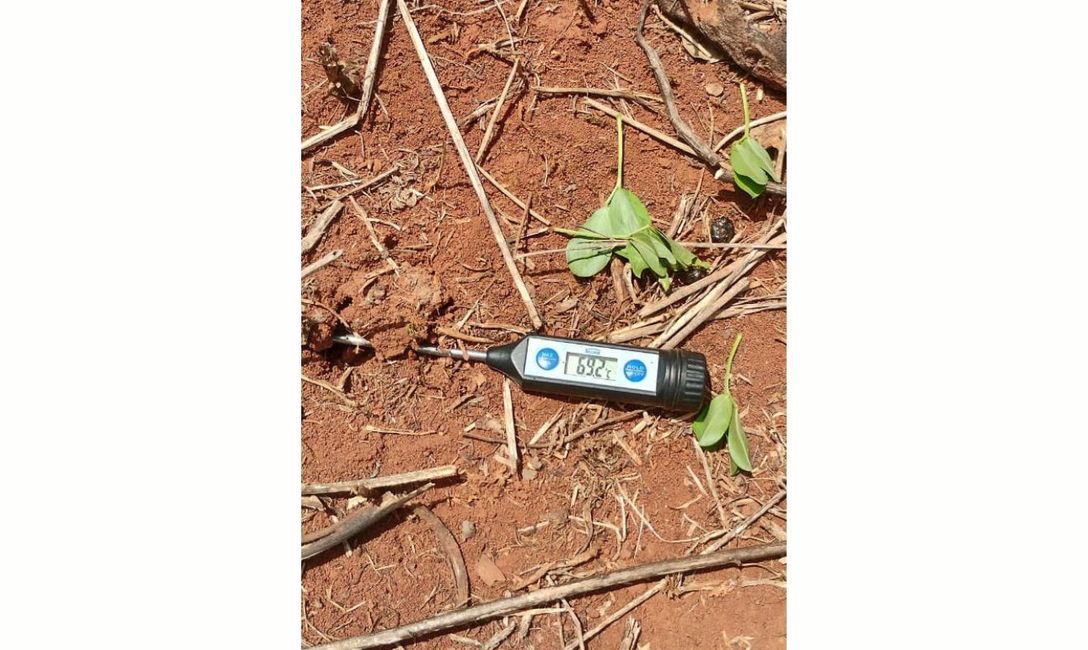 Imagen de En San Vicente: 69 grados de temperatura en suelos sin cobertura, y 29 en suelos con cobertura Imagen de En San Vicente: 69 grados de temperatura en suelos sin cobertura, y 29 en suelos con cobertura