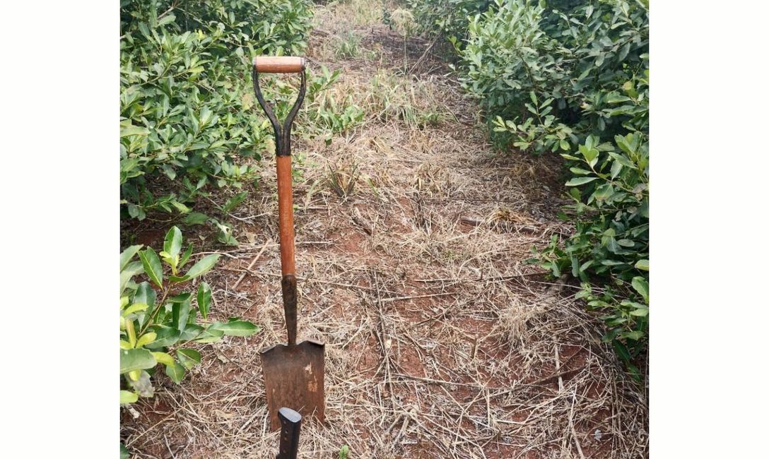 Imagen de En San Vicente: 69 grados de temperatura en suelos sin cobertura, y 29 en suelos con cobertura Imagen de En San Vicente: 69 grados de temperatura en suelos sin cobertura, y 29 en suelos con cobertura