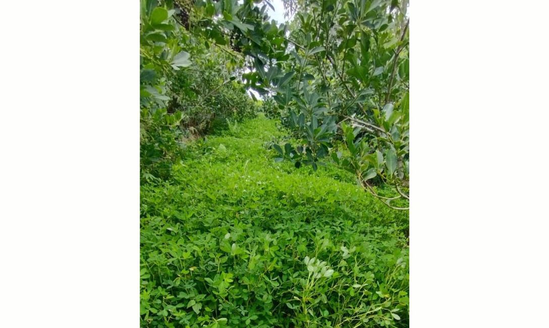 Imagen de En San Vicente: 69 grados de temperatura en suelos sin cobertura, y 29 en suelos con cobertura Imagen de En San Vicente: 69 grados de temperatura en suelos sin cobertura, y 29 en suelos con cobertura