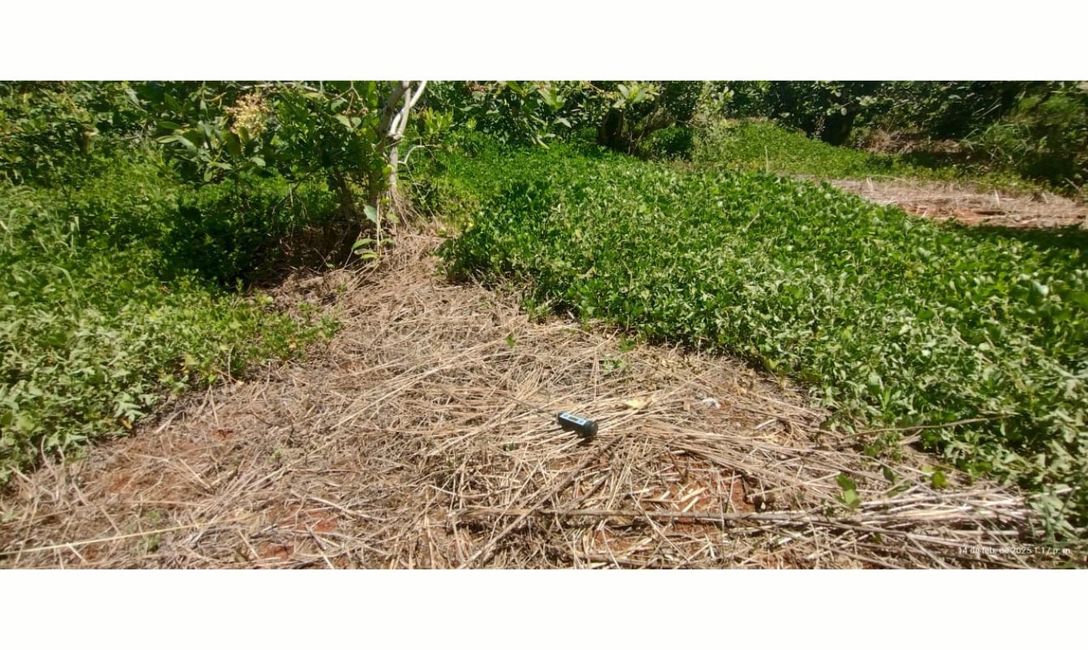 Imagen de En San Vicente: 69 grados de temperatura en suelos sin cobertura, y 29 en suelos con cobertura Imagen de En San Vicente: 69 grados de temperatura en suelos sin cobertura, y 29 en suelos con cobertura