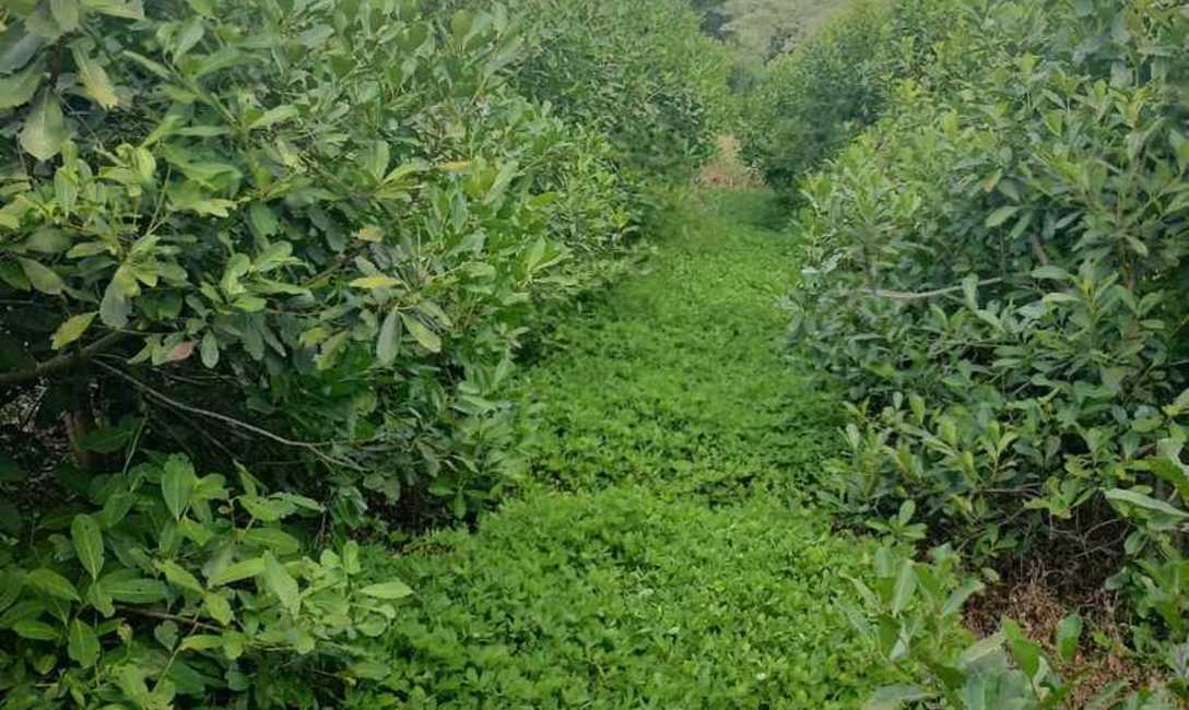 Imagen de En San Vicente: 69 grados de temperatura en suelos sin cobertura, y 29 en suelos con cobertura Imagen de En San Vicente: 69 grados de temperatura en suelos sin cobertura, y 29 en suelos con cobertura