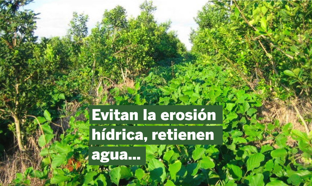 Imagen de Qu&eacute; aportan las cubiertas verdes