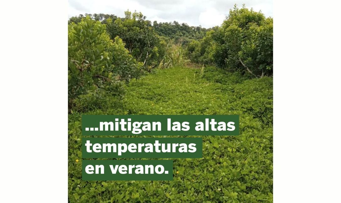 Imagen de Qu&eacute; aportan las cubiertas verdes