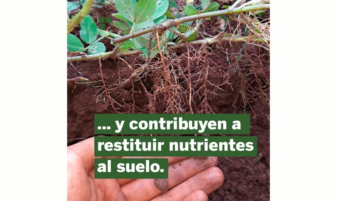 Imagen de Qu&eacute; aportan las cubiertas verdes