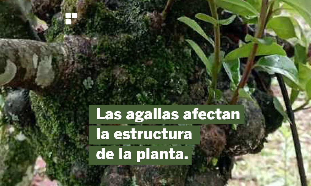 Imagen de Prevención, la medida más importante para evitar Agalla en plantas de yerba mate Imagen de Prevención, la medida más importante para evitar Agalla en plantas de yerba mate