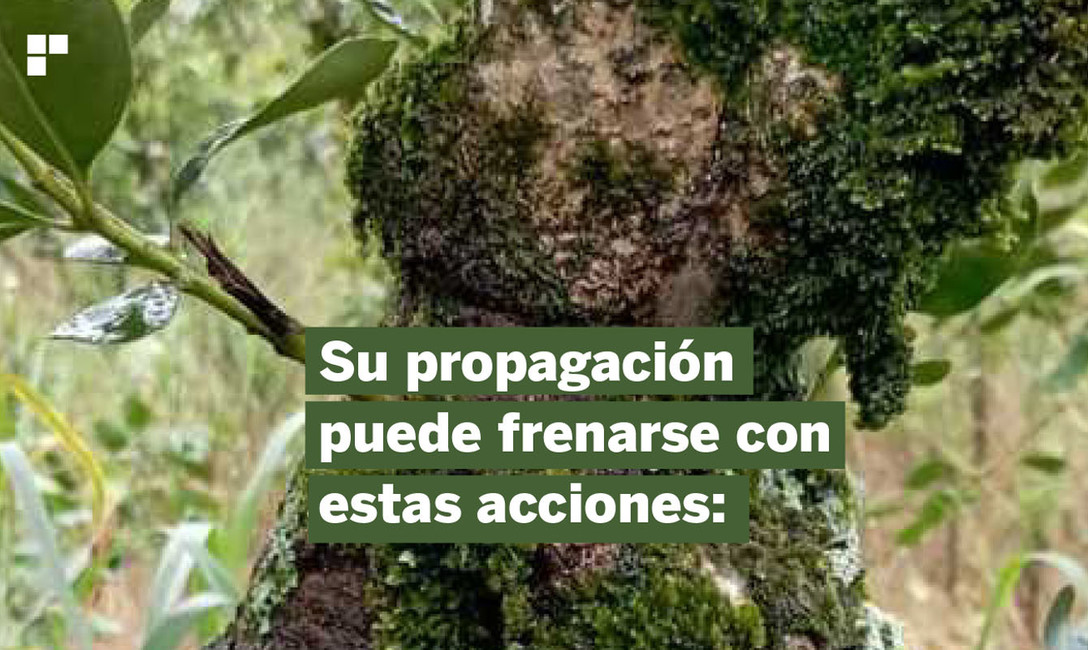Imagen de Prevención, la medida más importante para evitar Agalla en plantas de yerba mate Imagen de Prevención, la medida más importante para evitar Agalla en plantas de yerba mate