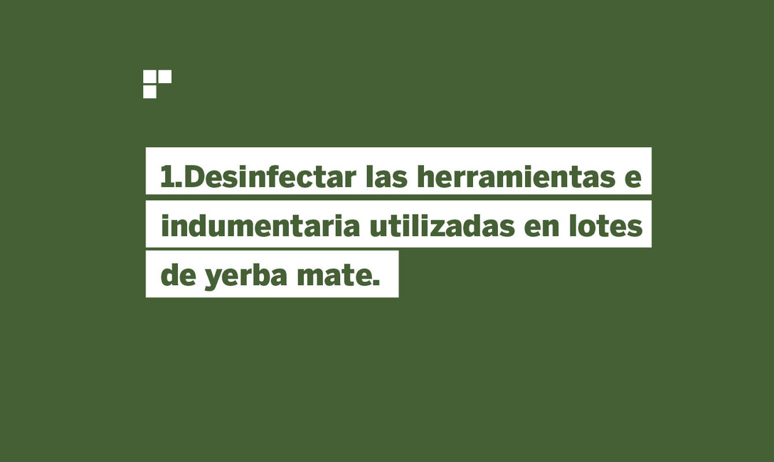 Imagen de Prevención, la medida más importante para evitar Agalla en plantas de yerba mate Imagen de Prevención, la medida más importante para evitar Agalla en plantas de yerba mate