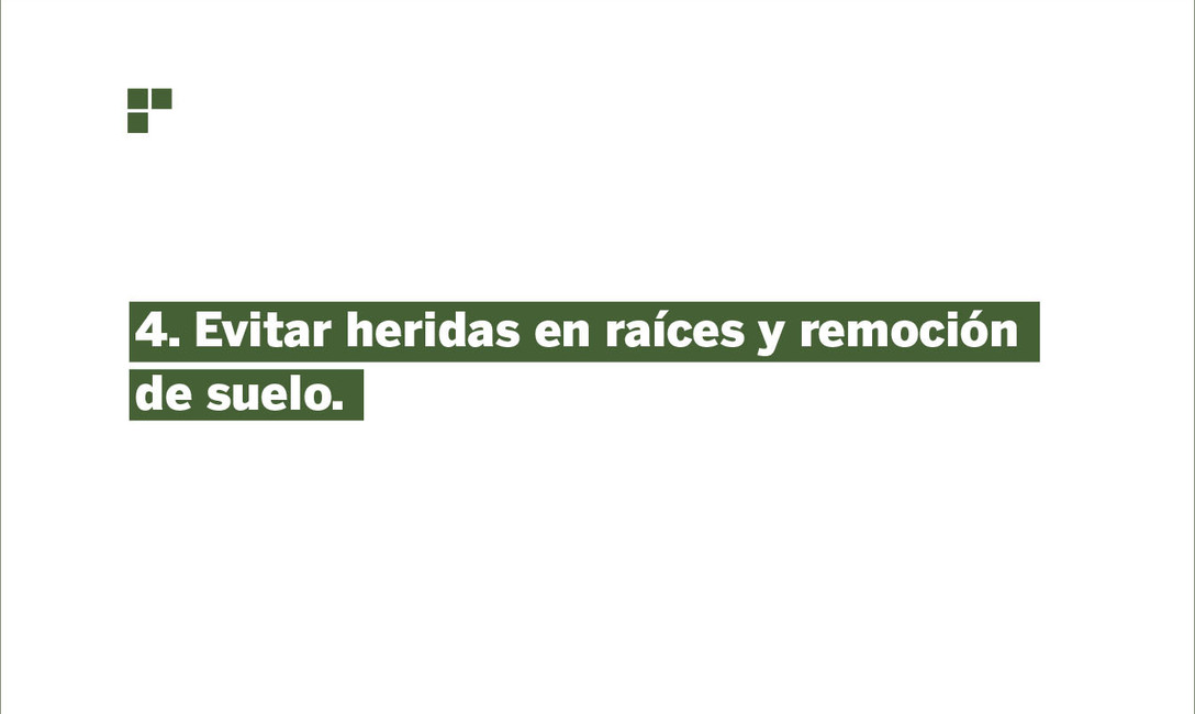Imagen de Prevención, la medida más importante para evitar Agalla en plantas de yerba mate Imagen de Prevención, la medida más importante para evitar Agalla en plantas de yerba mate