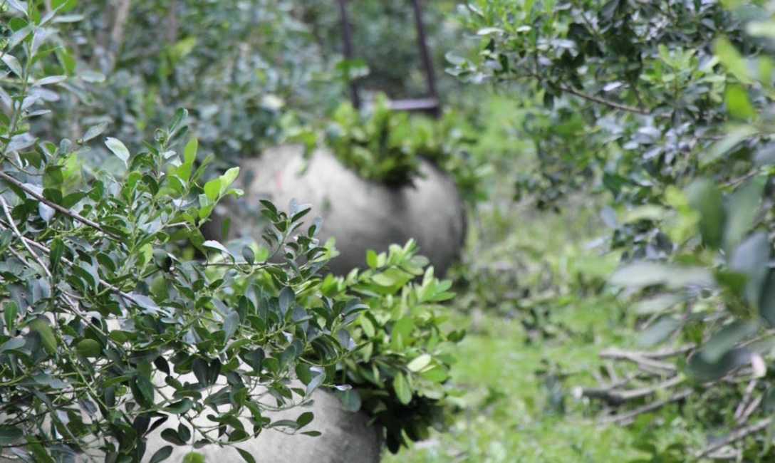 Imagen de El INYM abrió convocatoria para el diseño de un prototipo funcional destinado a la extracción de raídos de yerba mate Imagen de El INYM abrió convocatoria para el diseño de un prototipo funcional destinado a la extracción de raídos de yerba mate