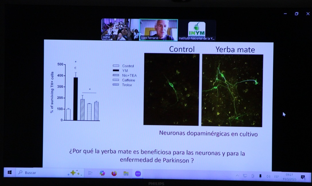 Imagen de El Mate previene el Parkinson, una enfermedad en aumento en el mundo Imagen de El Mate previene el Parkinson, una enfermedad en aumento en el mundo