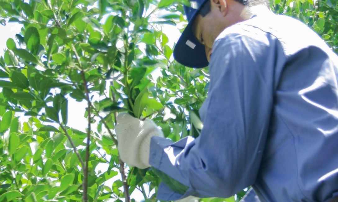 Imagen de El Convenio de Corresponsabilidad Gremial cumple una década como herramienta que beneficia a toda la cadena yerbatera Imagen de El Convenio de Corresponsabilidad Gremial cumple una década como herramienta que beneficia a toda la cadena yerbatera