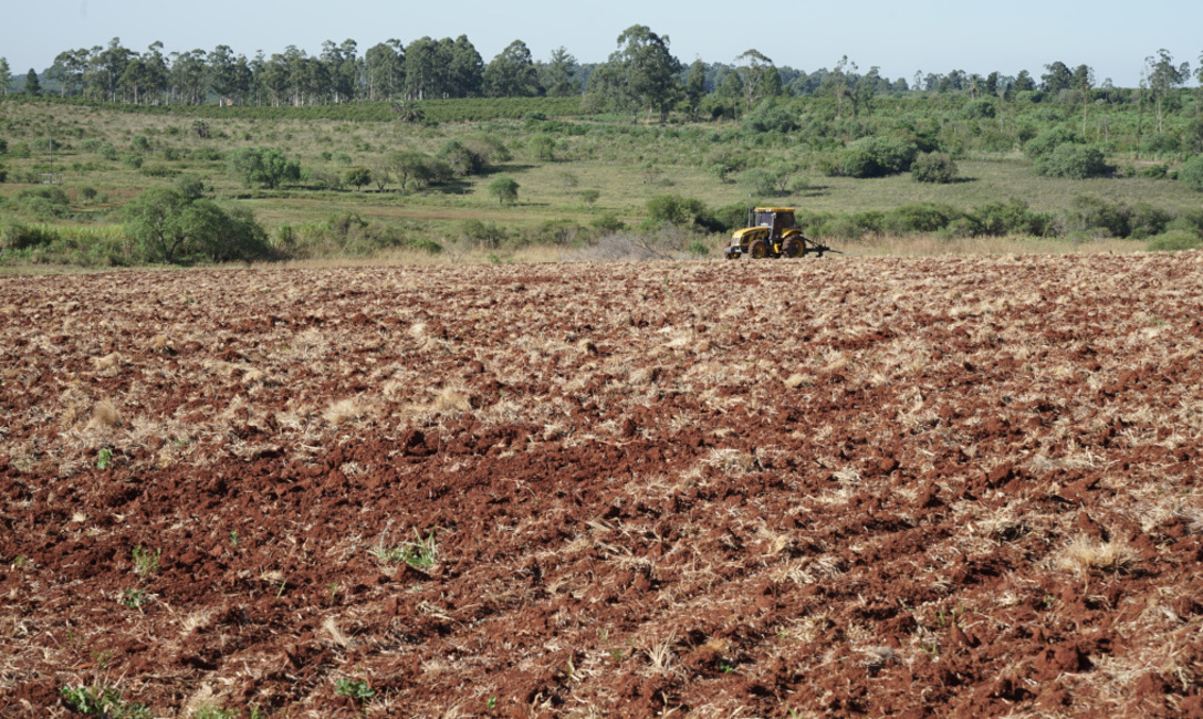 Imagen de Primeros pasos para una buena productividad en yerba mate Imagen de Primeros pasos para una buena productividad en yerba mate