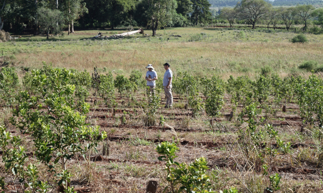 Imagen de Primeros pasos para una buena productividad en yerba mate Imagen de Primeros pasos para una buena productividad en yerba mate