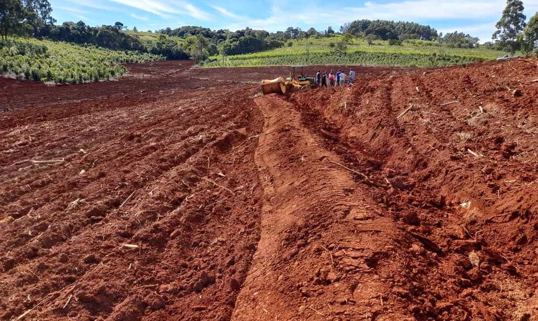 Imagen de Primeros pasos para una buena productividad en yerba mate Imagen de Primeros pasos para una buena productividad en yerba mate