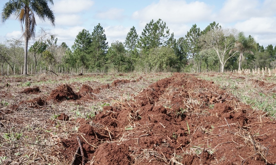 Imagen de Primeros pasos para una buena productividad en yerba mate Imagen de Primeros pasos para una buena productividad en yerba mate