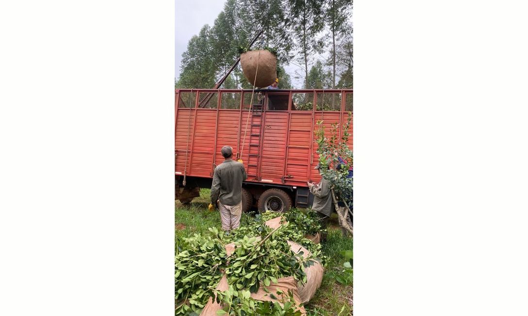 Imagen de Se flexibilizan condiciones para la reinscripci&oacute;n de operadores yerbateros