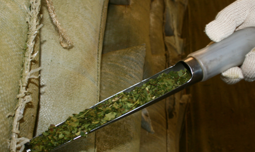 Imagen de Más de 20 marcas de yerba mate en el mercado con el singular sello IG Yerba Mate Argentina Imagen de Más de 20 marcas de yerba mate en el mercado con el singular sello IG Yerba Mate Argentina