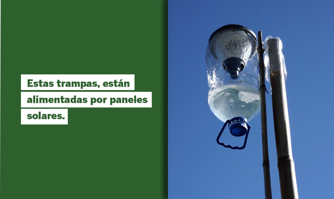 Imagen de Trampas lumínicas para identificar posibles plagas en yerbales Imagen de Trampas lumínicas para identificar posibles plagas en yerbales