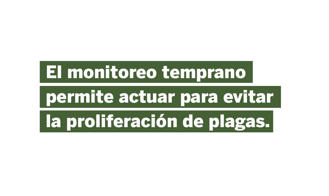 Imagen de Trampas lumínicas para identificar posibles plagas en yerbales Imagen de Trampas lumínicas para identificar posibles plagas en yerbales