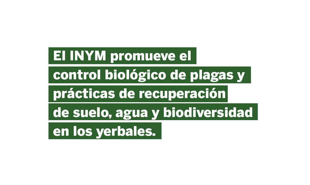 Imagen de Trampas lumínicas para identificar posibles plagas en yerbales Imagen de Trampas lumínicas para identificar posibles plagas en yerbales