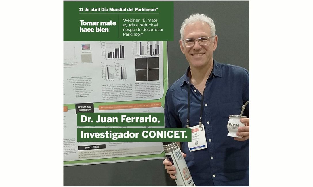 Imagen de En el Día Mundial del Parkinson, científicos argentinos cuentan cómo el Mate reduce el riesgo de desarrollar la enfermedad Imagen de En el Día Mundial del Parkinson, científicos argentinos cuentan cómo el Mate reduce el riesgo de desarrollar la enfermedad