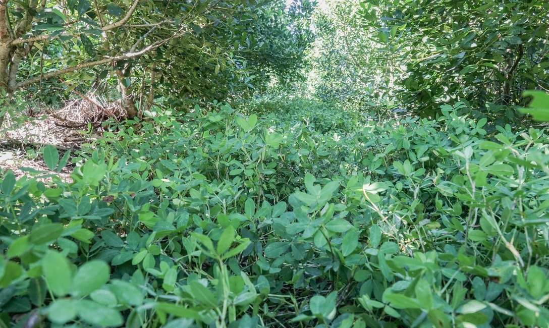 Imagen de Cobertura arbórea y herbácea, para yerbales resilientes Imagen de Cobertura arbórea y herbácea, para yerbales resilientes