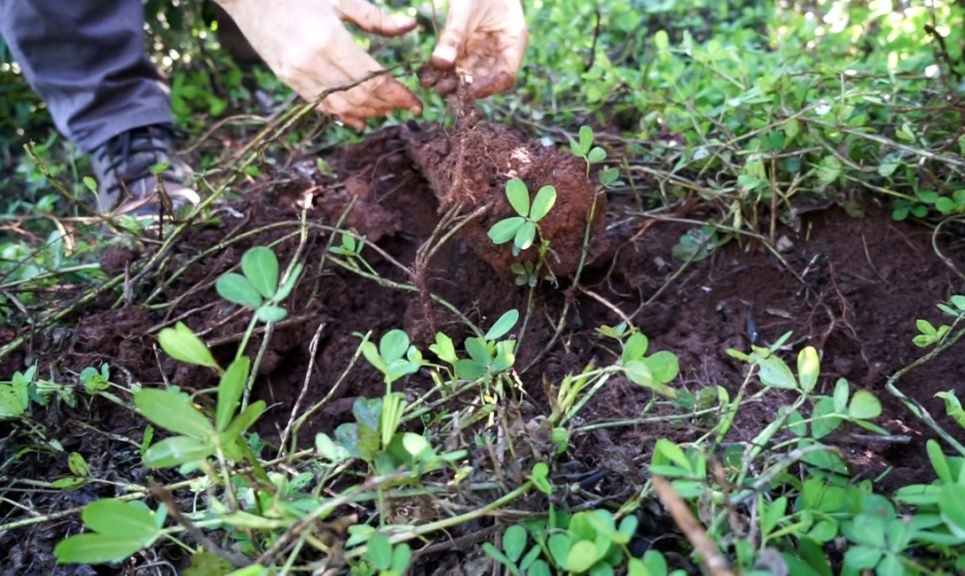 Imagen de Cobertura arbórea y herbácea, para yerbales resilientes Imagen de Cobertura arbórea y herbácea, para yerbales resilientes