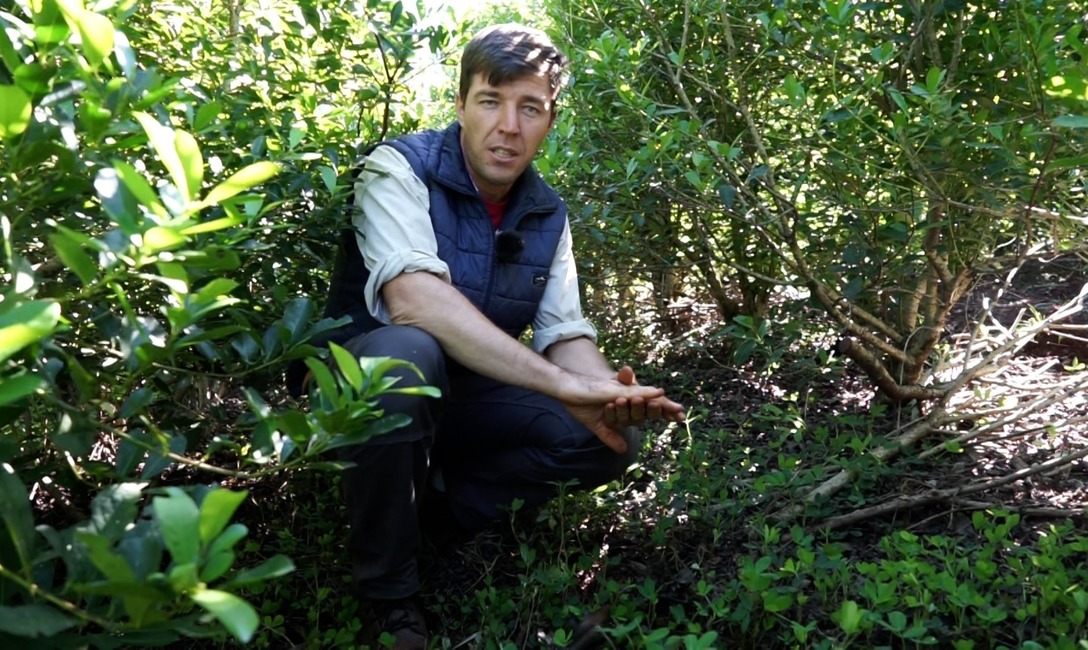 Imagen de Cobertura arbórea y herbácea, para yerbales resilientes Imagen de Cobertura arbórea y herbácea, para yerbales resilientes