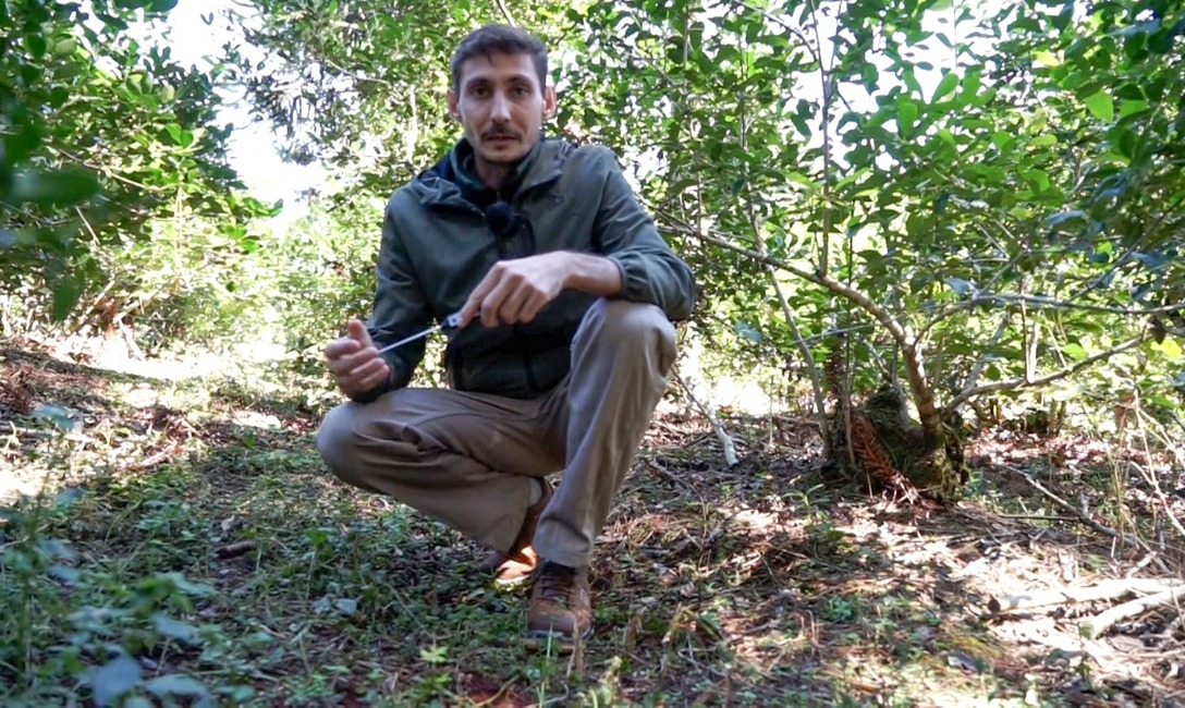 Imagen de Cobertura arbórea y herbácea, para yerbales resilientes Imagen de Cobertura arbórea y herbácea, para yerbales resilientes
