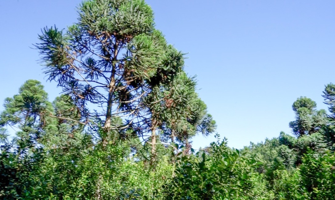 Imagen de Cobertura arbórea y herbácea, para yerbales resilientes Imagen de Cobertura arbórea y herbácea, para yerbales resilientes