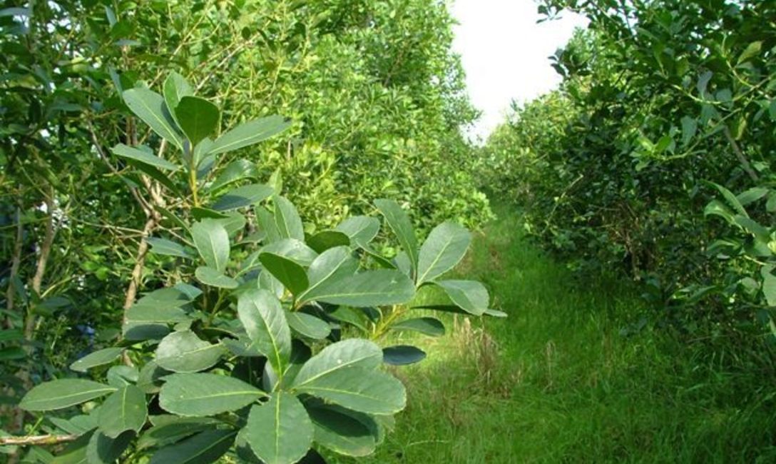 Imagen de El INYM simplifica los trámites para los productores yerbateros Imagen de El INYM simplifica los trámites para los productores yerbateros