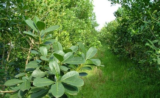 Imagen de El INYM simplifica los trámites para los productores yerbateros