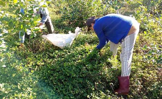 Imagen de Con el INYM, manejo integrado para yerbales productivos en San Pedro