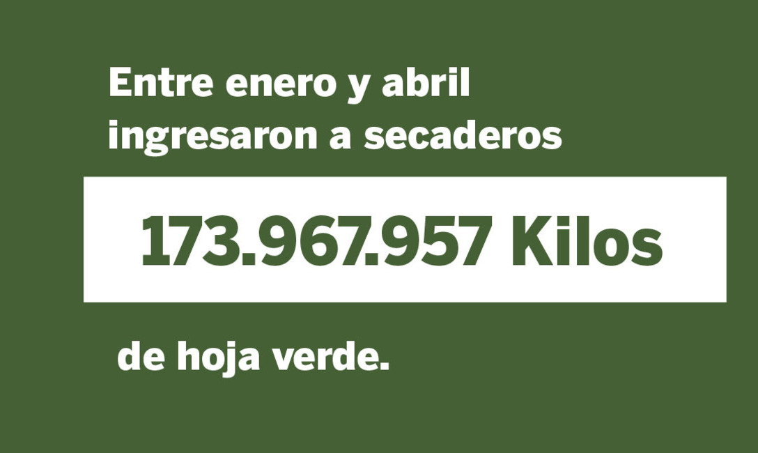 Imagen de Las ventas de yerba mate superaron los 105 millones de kilos al cierre de abril Imagen de Las ventas de yerba mate superaron los 105 millones de kilos al cierre de abril