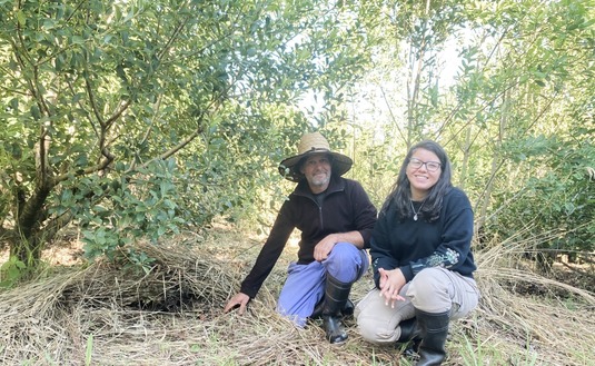 Imagen de Manejo agroecológico de yerba mate, una propuesta sustentable y con buenos rendimientos