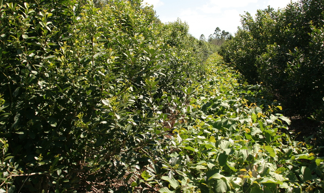 Imagen de Recomendaciones de indumentaria y elementos de seguridad para la cosecha de yerba mate Imagen de Recomendaciones de indumentaria y elementos de seguridad para la cosecha de yerba mate