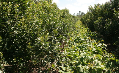 Imagen de Recomendaciones de indumentaria y elementos de seguridad para la cosecha de yerba mate Imagen de Recomendaciones de indumentaria y elementos de seguridad para la cosecha de yerba mate